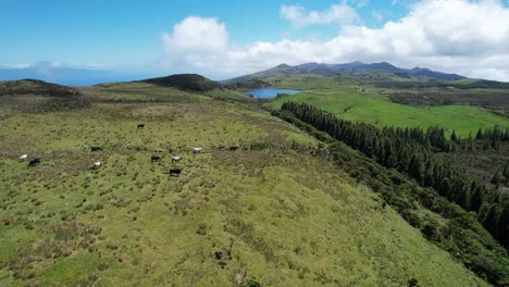 green-and-volcanic-landscape-of-Pico-Island-in-the-Azores