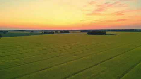 Aerial-drone-shot-flying-over-endless-green-agricultural-field-on-a-spring-evening-after-sunset