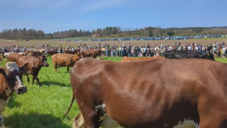 Vacas-Liberadas-Por-Primera-Vez-En-Primavera-Después-De-Haber-Permanecido-Alojadas-Durante-El-Invierno.