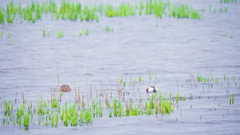 Northern-shoveler-ducks-dabbling-underwater-while-floating-on-river