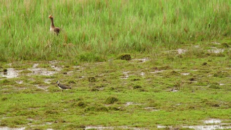 Northern-lapwing-in-grassy-wetland,-greylag-goose-standing-in-grass