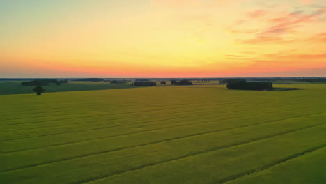 Wunderschöne-Rückwärtsbewegung-über-Endlose-Grüne-Landwirtschaftliche-Felder-Während-Der-Abendzeit