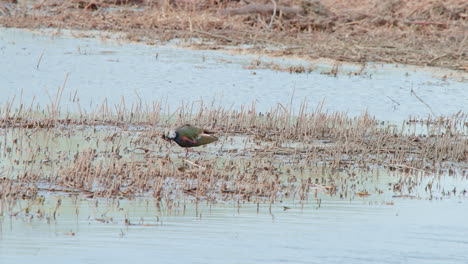 Northern-lapwing-scratching-itself-with-its-leg-in-shallow-lake-water