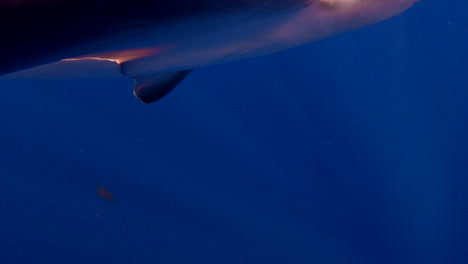 Sandbar-shark-swims-towards-camera-and-pushes-into-it
