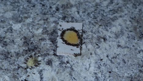 Ants-eating-poison-on-counter-on-white-cardboard-top-view-drop-poison-on-it