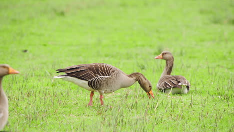 Greylag-geese-in-green-grassy-pasture,-one-bird-grazing-on-grass