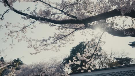 Sun-Shining-Through-Blossoming-Branches-Of-Cherry-Trees-In-Kanazawa,-Japan