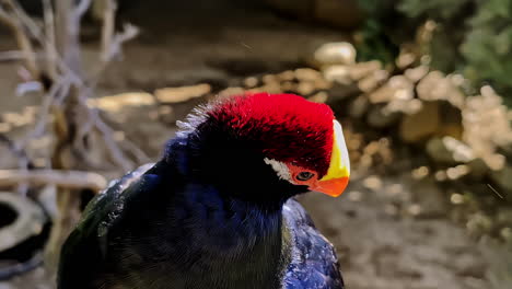 Rot-Und-Gelb-Gefärbter-Kopf-Auf-Einem-Schwarzen-Körper-Vogel,-Der-Sich-Umschaut