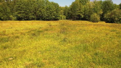 Protected-wildlife-area,-green-meadow-and-forest