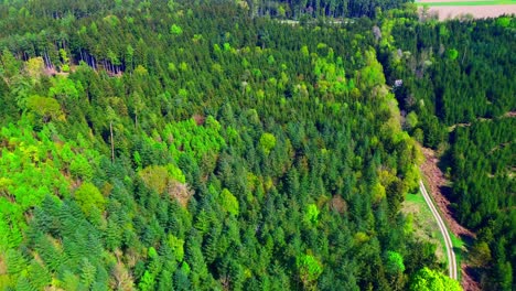 Luftaufnahme-Eines-Dichten-Waldes-Mit-Abwechslungsreichem-Baumkronendach-Und-Pfad