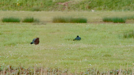 Eurasian-coots-flapping-their-wings-while-chasing-each-other-in-meadow