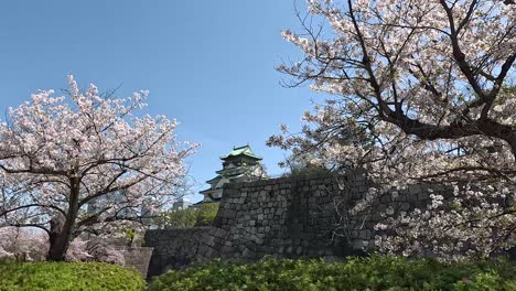 Castillo-De-Osaka-Rodeado-De-Flores-De-Cerezo-En-Osaka,-Japón---Toma-Lateral