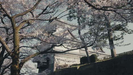 Flores-De-Cerezo-En-El-Castillo-De-Kanazawa-En-Japón---Tiro-De-ángulo-Bajo