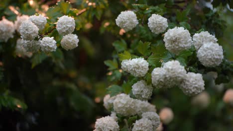 Decorative-White-Flower-Viburnum-opulus-'Roseum'---Common-Snowball:-Deciduous-Shrub,-Spring-Blooms