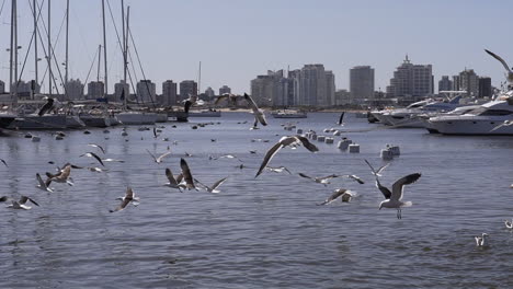 Seagulls-fly-away-with-the-fish-fishermen-feed-them