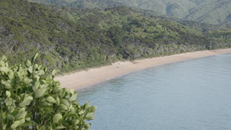 Totaranui-beach-and-surrounding-forest-close-view-in-Abel-Tasman-National-Park,-New-Zealand