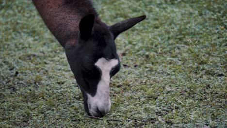 Kopf-Eines-Lamas,-Das-Gras-Auf-Einer-Wiese-Frisst