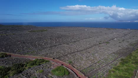 Paisaje-De-La-Cultura-Del-Viñedo-En-La-Isla-De-Pico