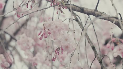 Pink-Cherry-Blossoms-During-Springtime-In-Kyoto,-Japan