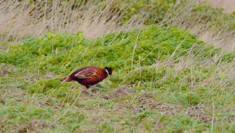 Colorful-common-pheasant-bird-grazing-in-windblown-grassy-meadow