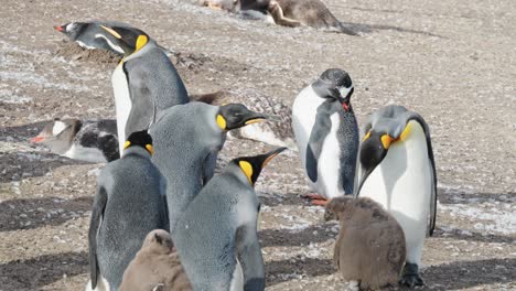 Nahaufnahme-Einer-Königspinguinkolonie-Auf-Den-Falklandinseln