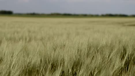 Orejas-De-Centeno-Verde-Pálido-Balanceándose-En-El-Viento-En-El-Campo-De-Cultivo-En-Cámara-Lenta