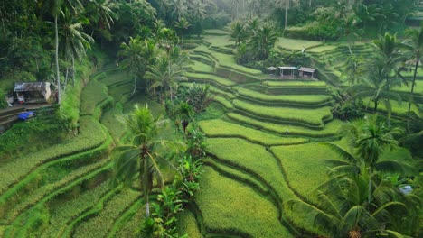 Terraza-De-Arroz,-Exuberante-Plantación-En-Cascada-Contorneada-Verde-Y-Saludable