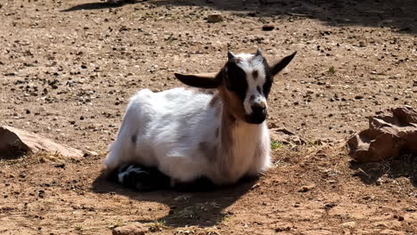 Slowmotion-view-of-a-brown-with-white-colored-goat-lying-down-on-the-ground