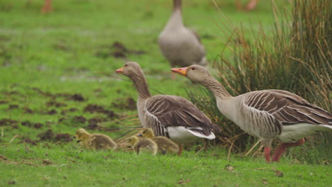 Greylag-geese-flock-with-adorable-fluffy-goslings-in-grassy-meadow