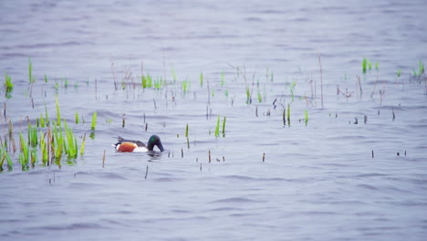 Northern-shoveler-duck-floating-on-river-and-dabbling-underwater