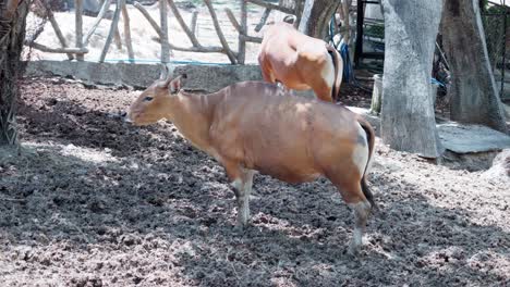 Banteng-Una-Especie-De-Vaca-Salvaje-Comiendo-Hierba