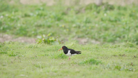 Oystercatcher-pecking-at-grassy-ground-with-beak-while-grazing