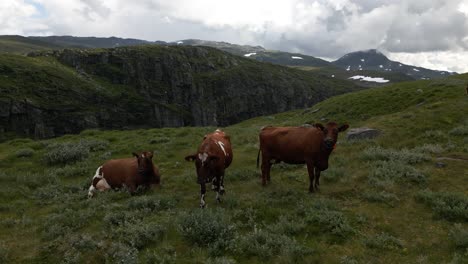 Aerial-of-Cows-Eating-and-Approaching-a-Drone-on-a-Mountainside-on-Vikafjellet,-a-Mountain-in-Vik-i-Sogn,-Norway