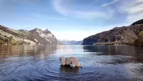 A-cute-white-dog-enters-the-pristine-waters-of-Lake-Walensee-in-Switzerland
