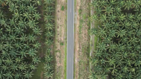 Top-shot-of-cars-and-trucks-passing-on-a-paved-road-in-the-middle-of-a-palm-grove-in-Parrita,-Costa-Rica