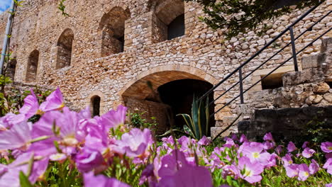 Primrose-flowers-adorn-Chlemoutsi-Castle-Museum's-vicinity,-adding-vibrant-hues