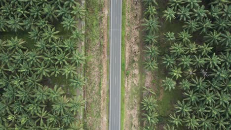 Top-shot-of-cars-and-trucks-passing-in-the-middle-of-a-palm-grove-in-Parrita,-Costa-Rica-then-edited-with-the-transition-of-a-wave-rolling-over-it