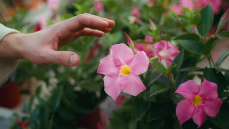 Cinematic-close-up-video-of-hand-man-softly-touching-pink-flowers-on-plant-under-natural-daylight-showcasing-delicate-interaction-with-nature