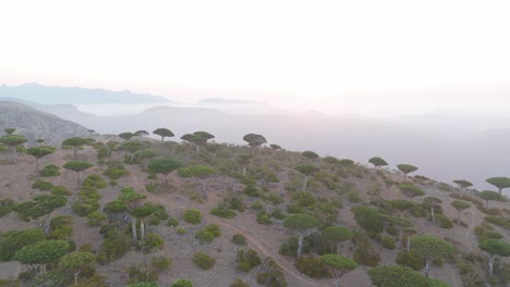 Luftaufnahme-Eines-Drachenblutbaumwaldes-In-Der-Mystischen-Landschaft-Von-Sokotra,-Jemen