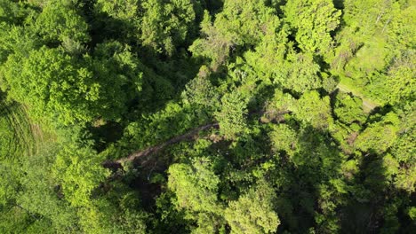 Bird's-Eye-View-Over-Lush-Green-Vegetation-In-The-Countryside---Drone-Shot