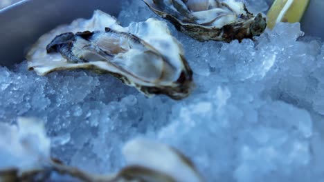 Close-up-shot-of-a-fresh-oyster-on-ice-in-a-container