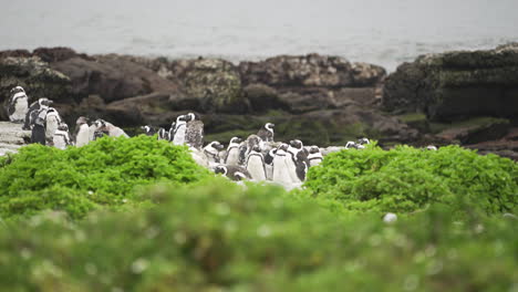 A-colony-of-African-Penguins-huddle-together-in-the-wild-on-a-small-rocky-coastal-island-on-the-southern-coast-of-South-Africa