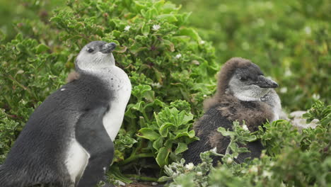 Juvenile-African-penguins-shedding-feathers-on-a-wild-protected-reserve