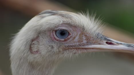 Telephoto-closeup-of-head-and-beak-of-Greater-rhea-or-White-nandu-with-blue-eyes