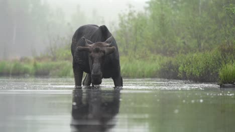 Bull-moose-lifting-its-head-while-feeding-in-a-pond-on-a-foggy-morning