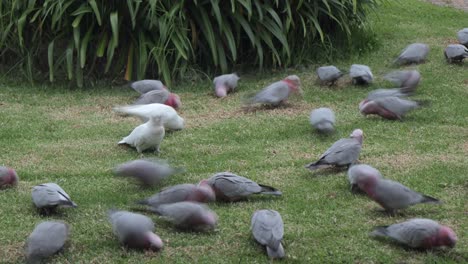 Galahs-and-Corella-Birds-Eating-Timelapse-Australia-Maffra-Gippsland-Victoria
