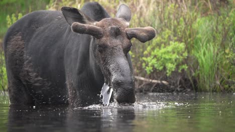Slow-motion-video-of-a-bull-moose-raising-its-head-out-of-the-water-while-feeding-on-aquatic-plants-in-a-pond-on-a-summer-day