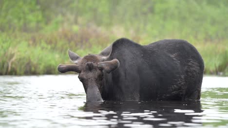 Slow-motion-video-of-a-bull-moose-during-the-summer-feeding-on-plants-in-a-pond-during-the-day