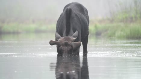 A-bull-moose-in-velvet-feeds-in-a-small-pond-on-a-foggy-spring-morning