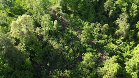 Aerial-overview-of-goat-vegetation-management-used-for-dense-foliage-and-invasive-weeds-in-woodlot
